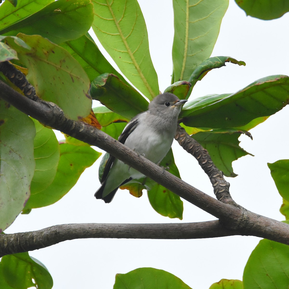 Daurian Starling - ML386634381