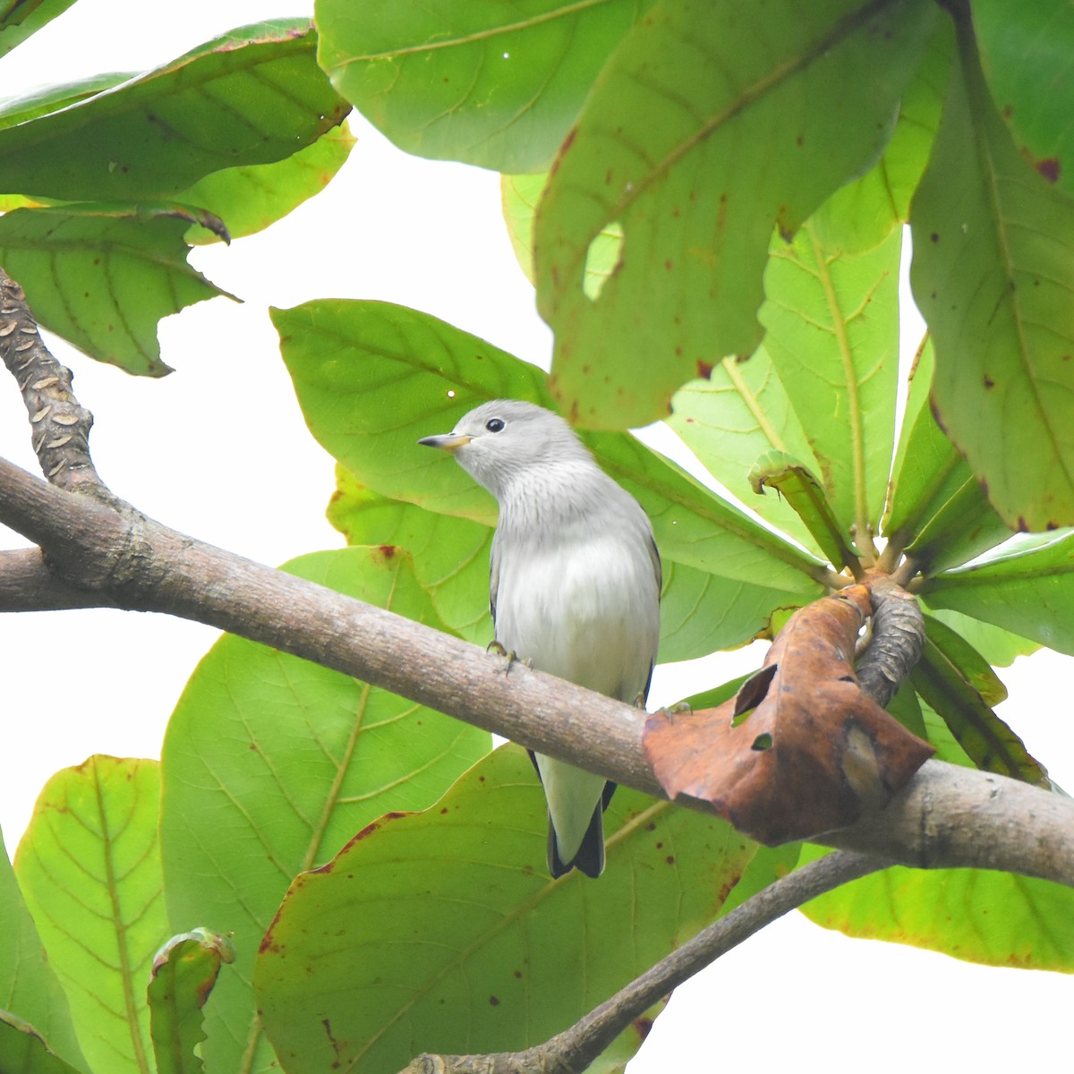 Daurian Starling - ML386634401