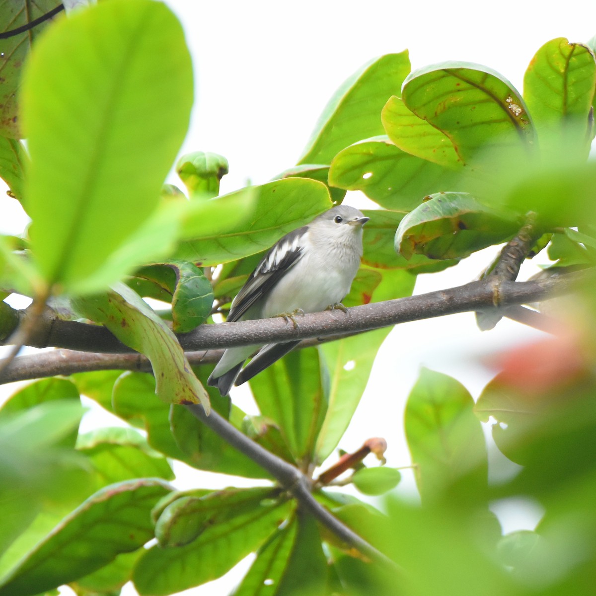 Daurian Starling - ML386634421