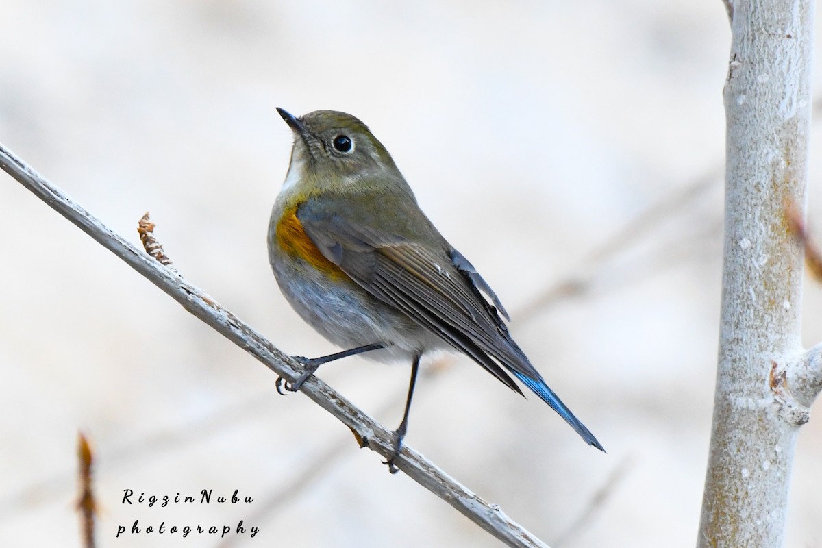 Himalayan Bluetail - ML386634441