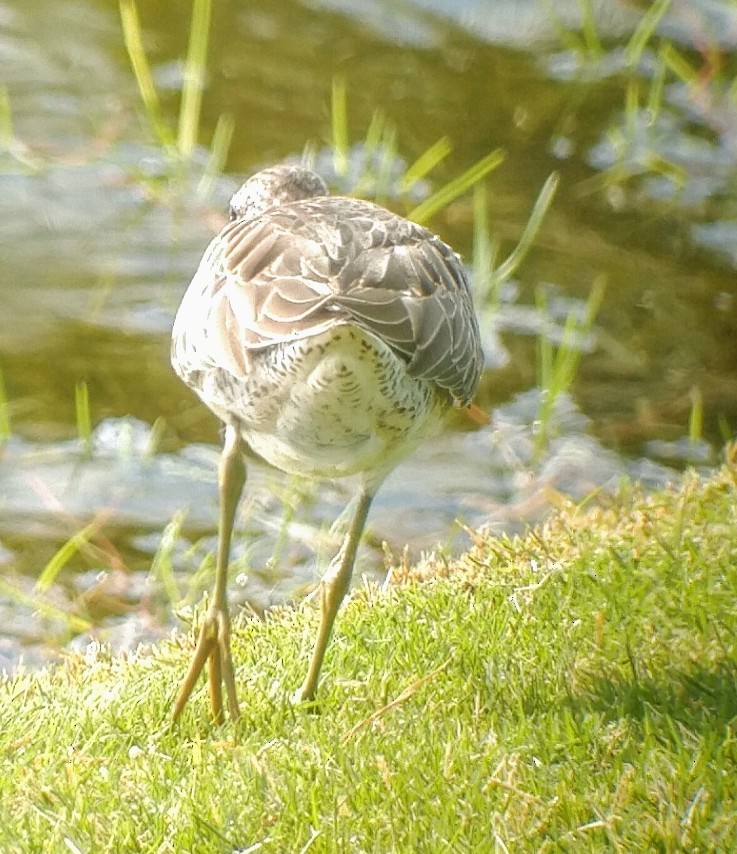 Long-billed Dowitcher - ML386634871