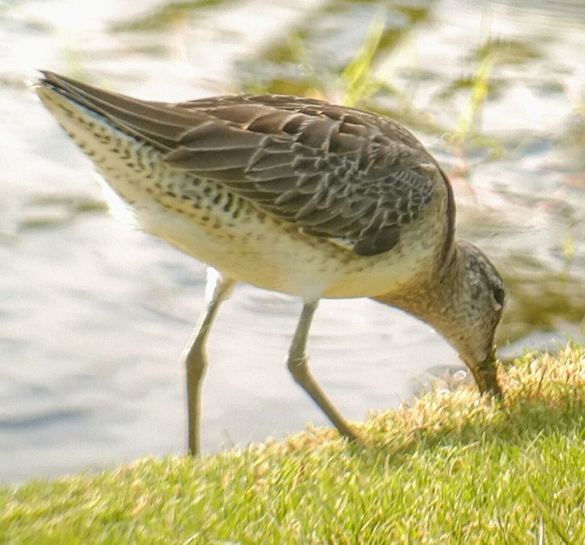 Long-billed Dowitcher - ML386634881