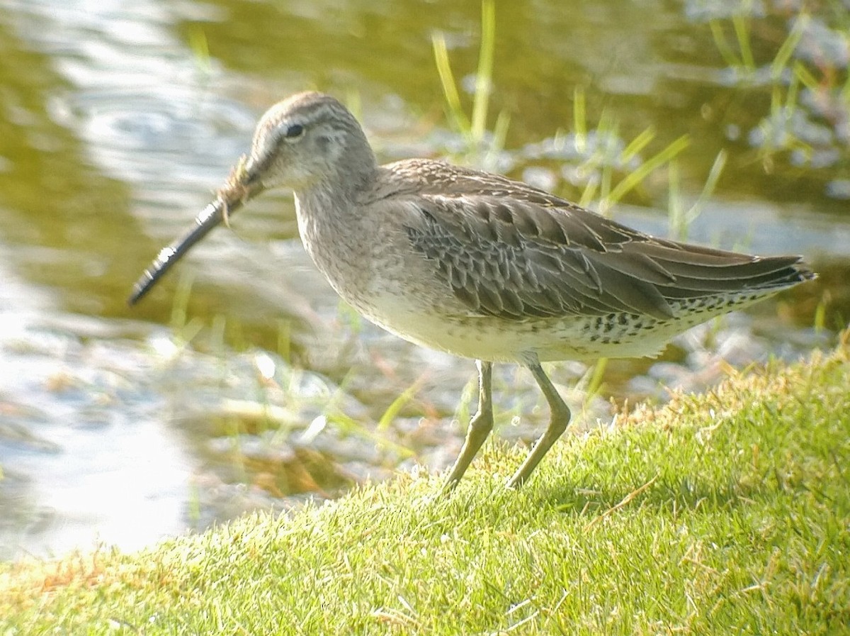 Long-billed Dowitcher - ML386634891