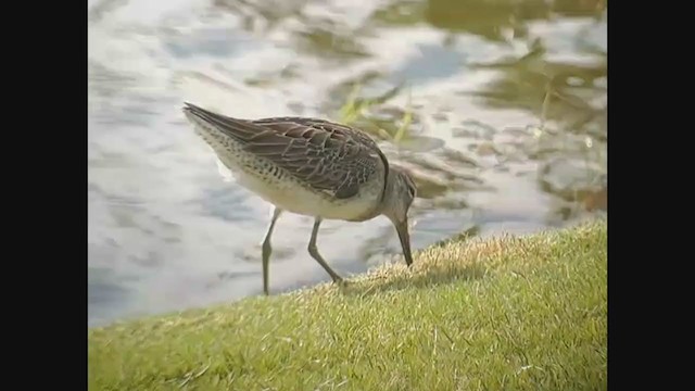 Long-billed Dowitcher - ML386634941