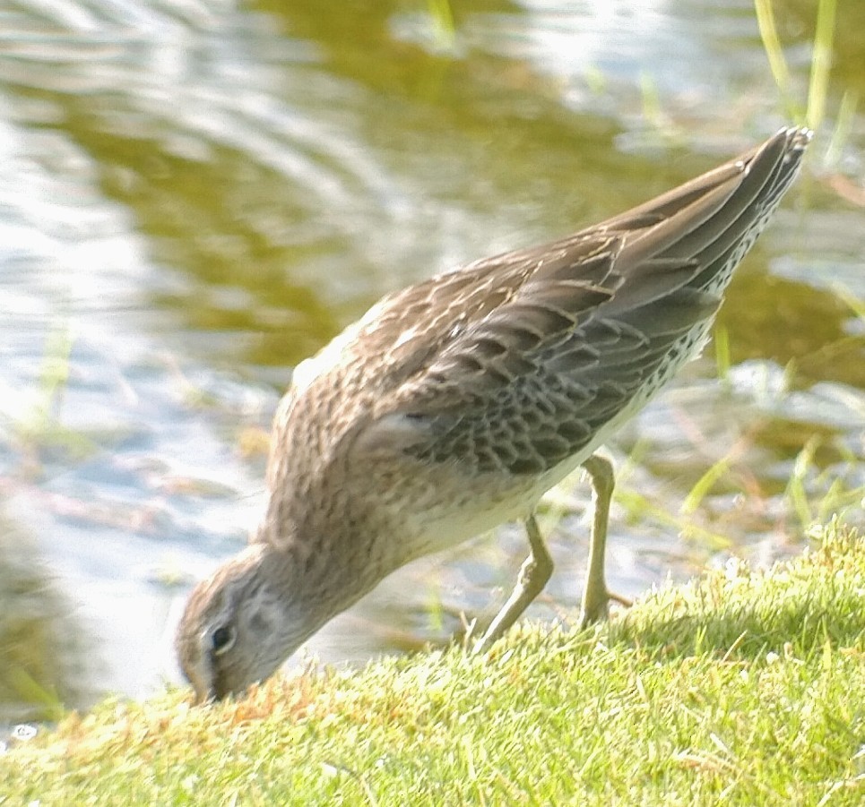 Long-billed Dowitcher - ML386635151
