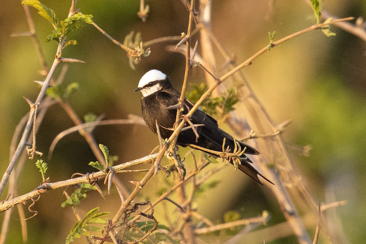 White-headed Sawwing - Eric VanderWerf