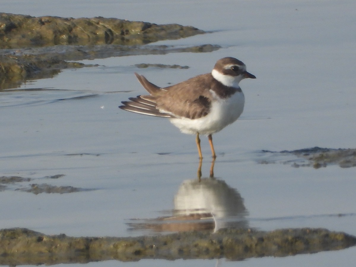 Semipalmated Plover - ML386635861