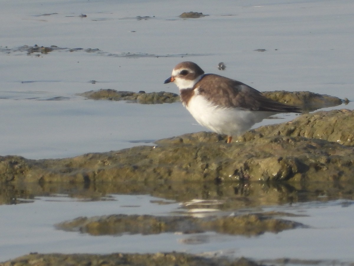 Semipalmated Plover - ML386635921