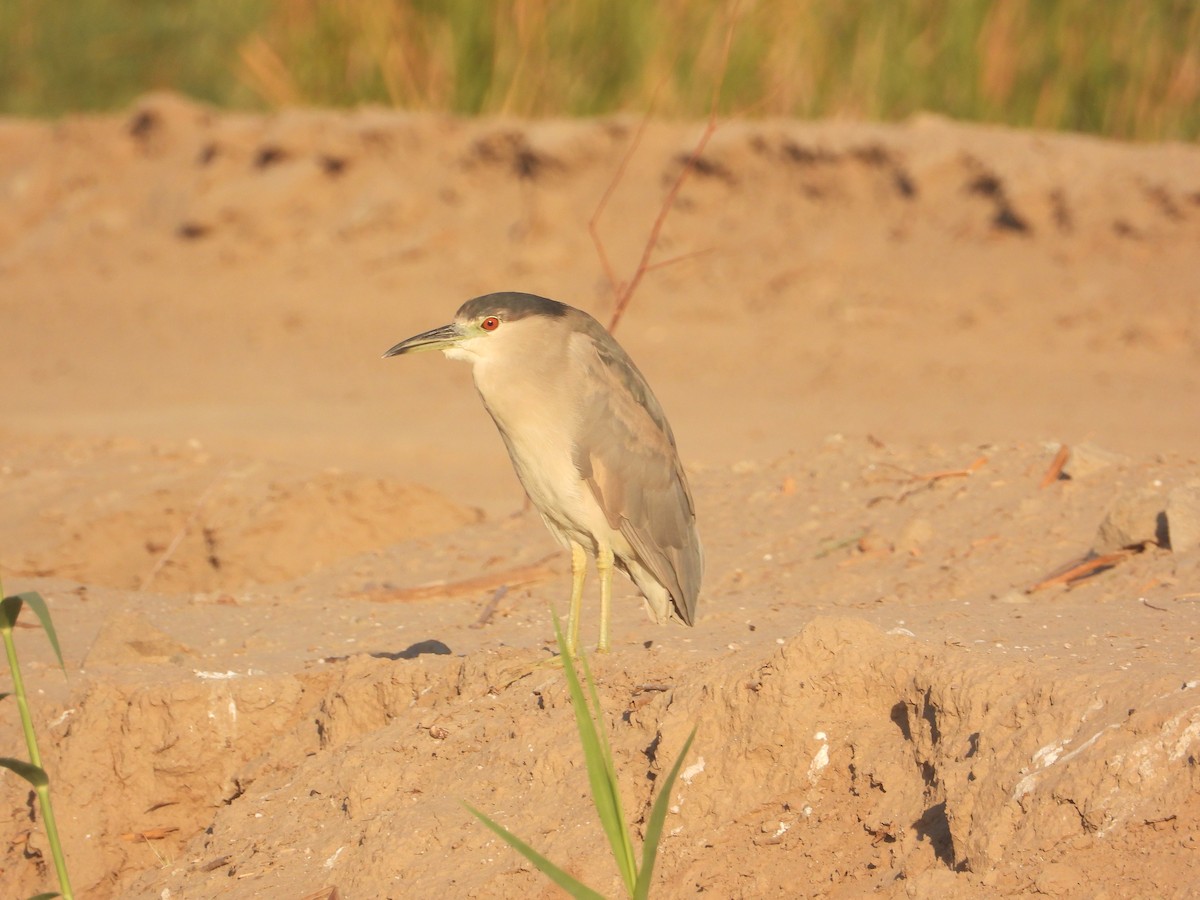 Black-crowned Night Heron - ML386636311