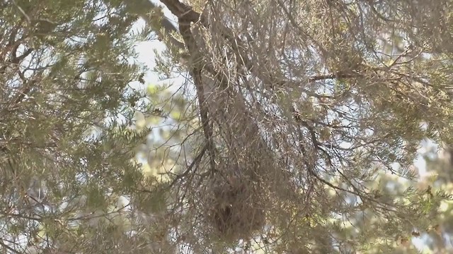 Шиподзьоб жовтогузий - ML386636381