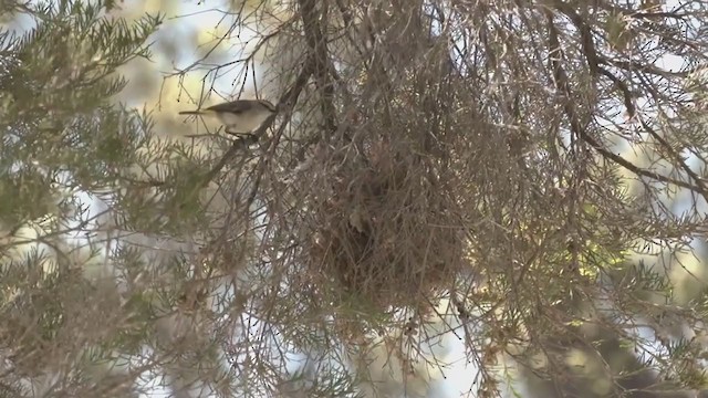 Шиподзьоб жовтогузий - ML386636421