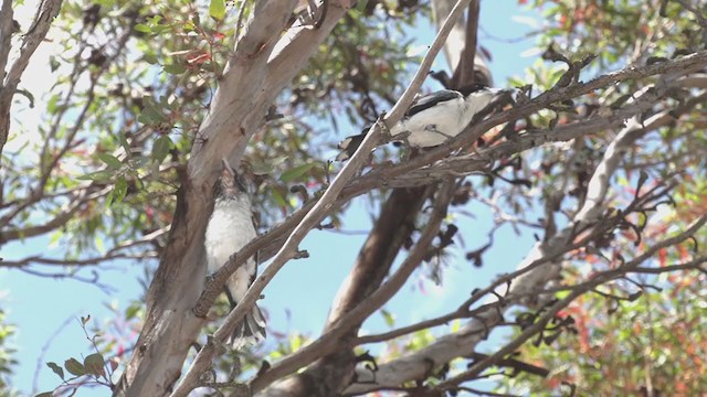 Gray Butcherbird - ML386637411