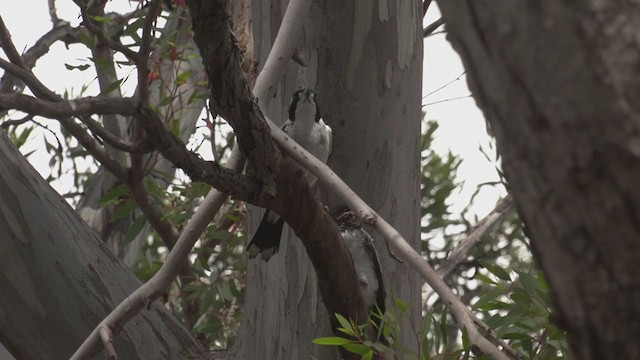 Gray Butcherbird - ML386637431