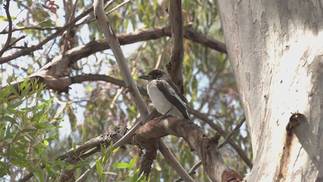 Gray Butcherbird - ML386637461