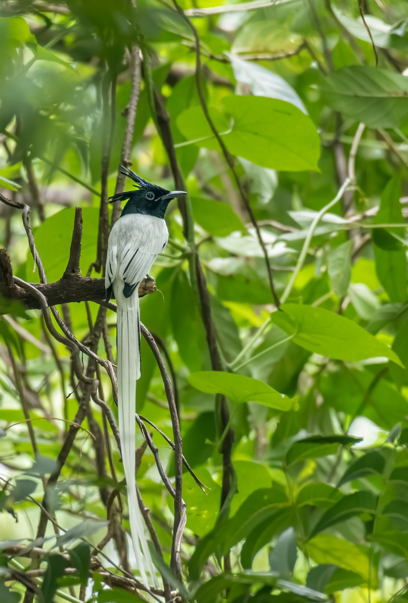 Indian Golden Oriole - ML386637661