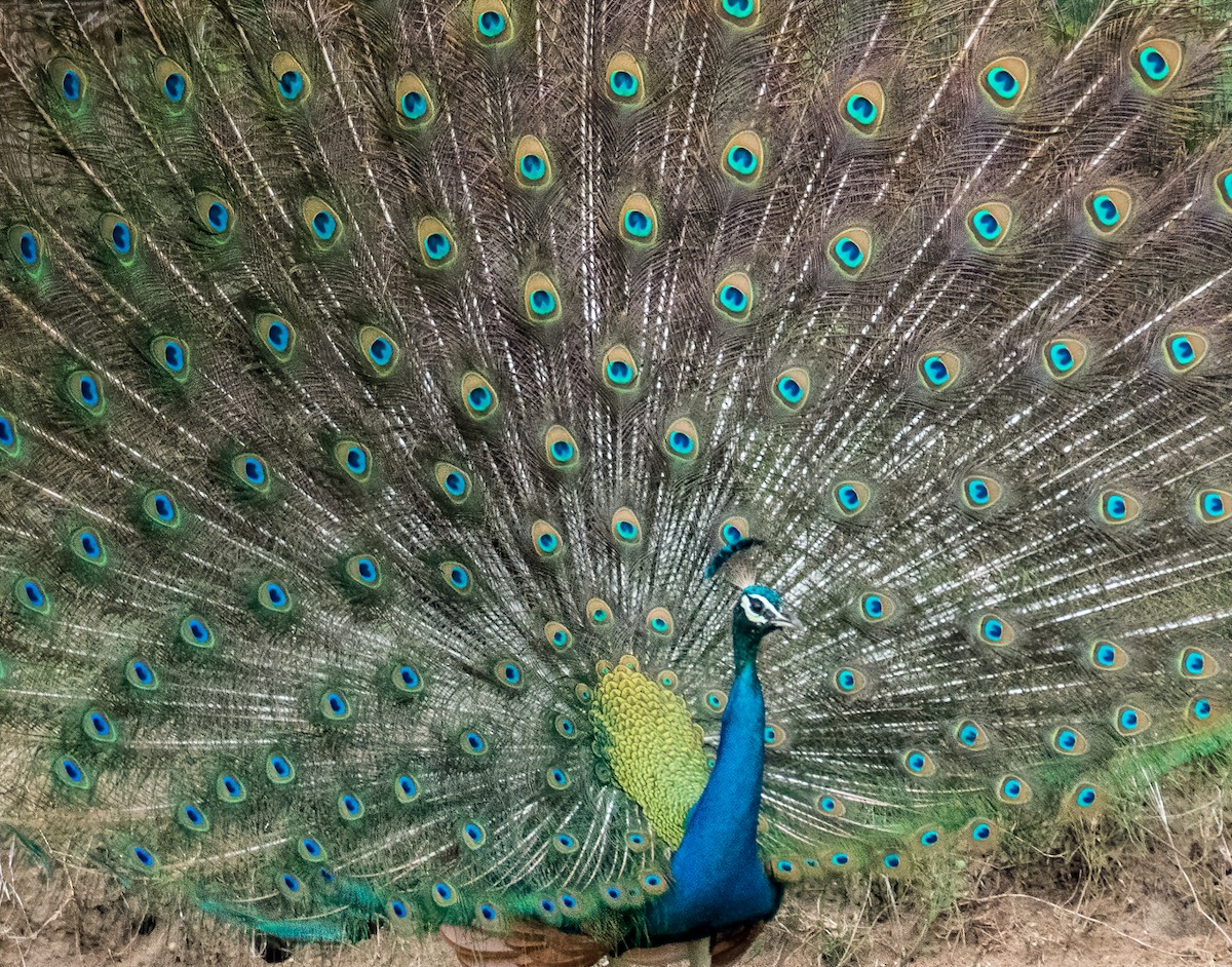 Indian Peafowl - ML386638011