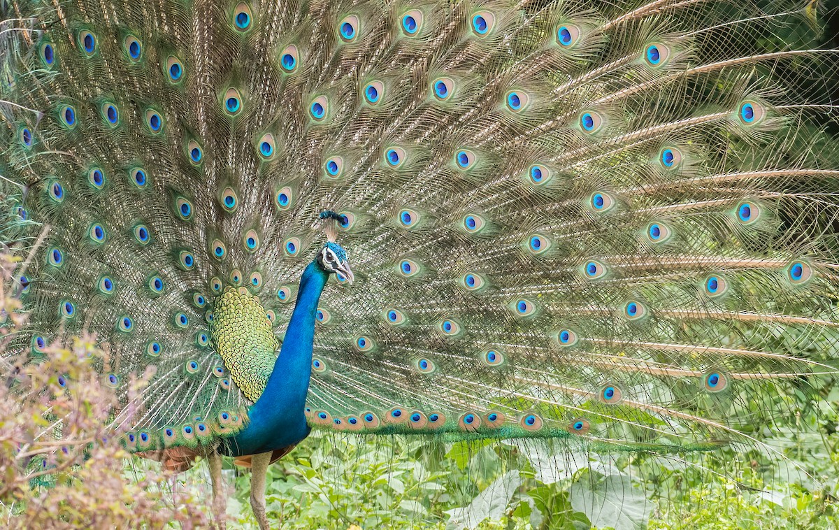 Indian Peafowl - Vasanthan jayaguru