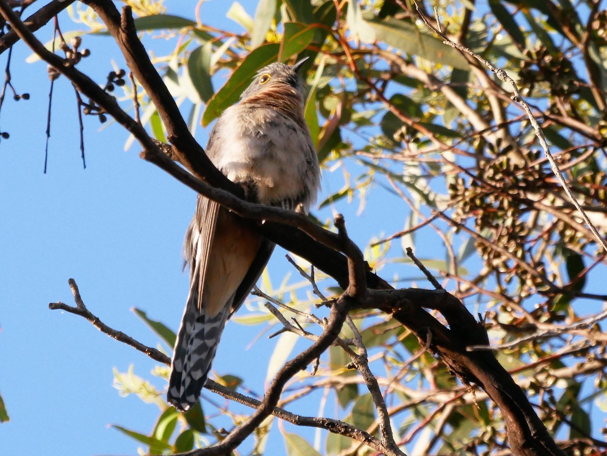 Fan-tailed Cuckoo - ML386639081