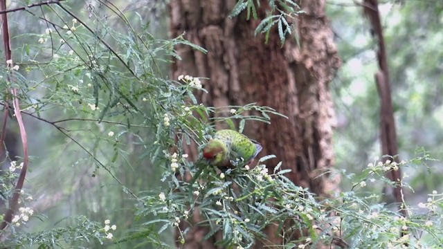 Western Rosella - ML386639181