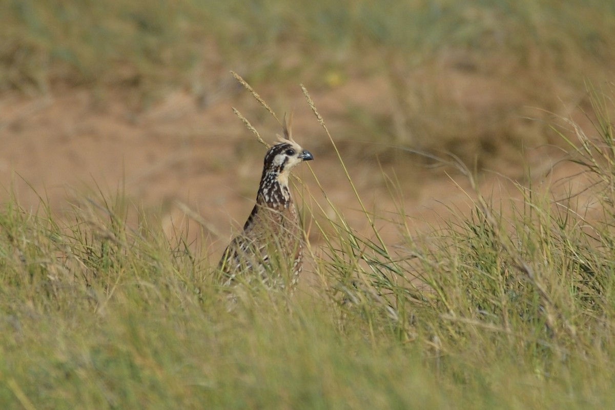 Crested Bobwhite - ML386639911