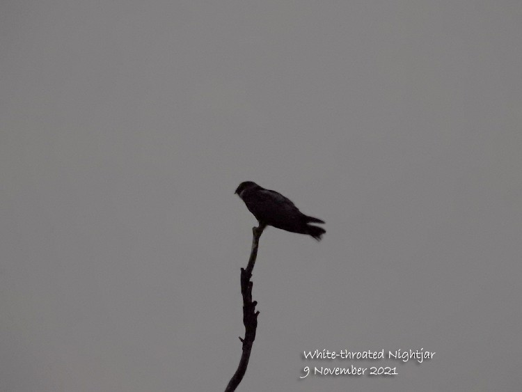 White-throated Nightjar - ML386640281