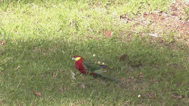 Western Rosella - ML386640341