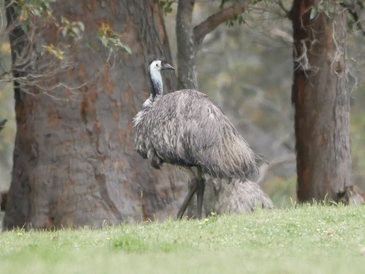 Emu - Keith Morris