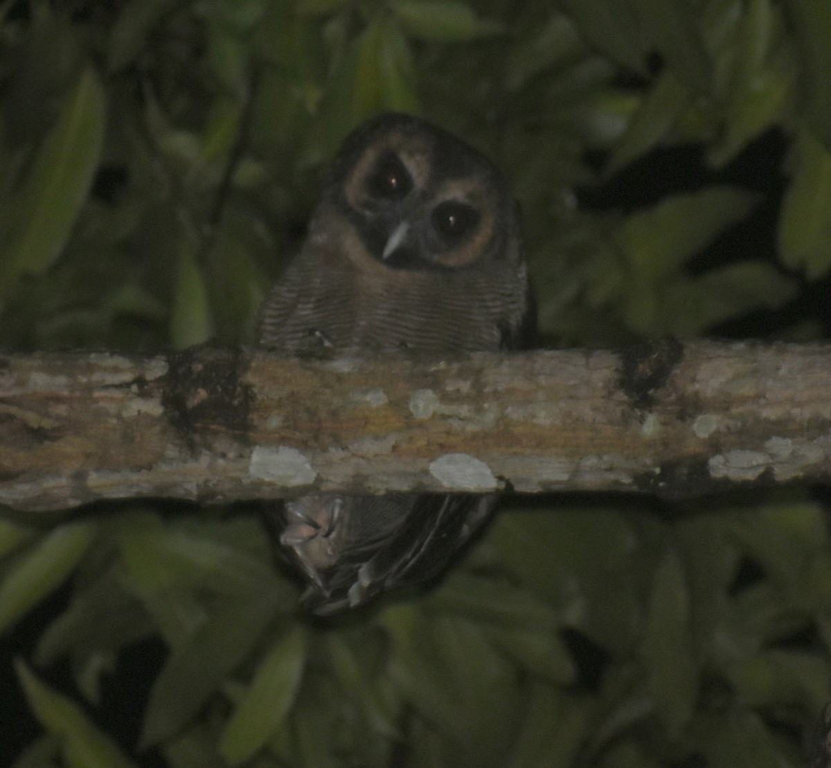 Brown Wood-Owl - ML386640651