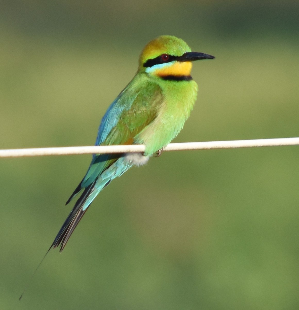 Rainbow Bee-eater - ML386641591