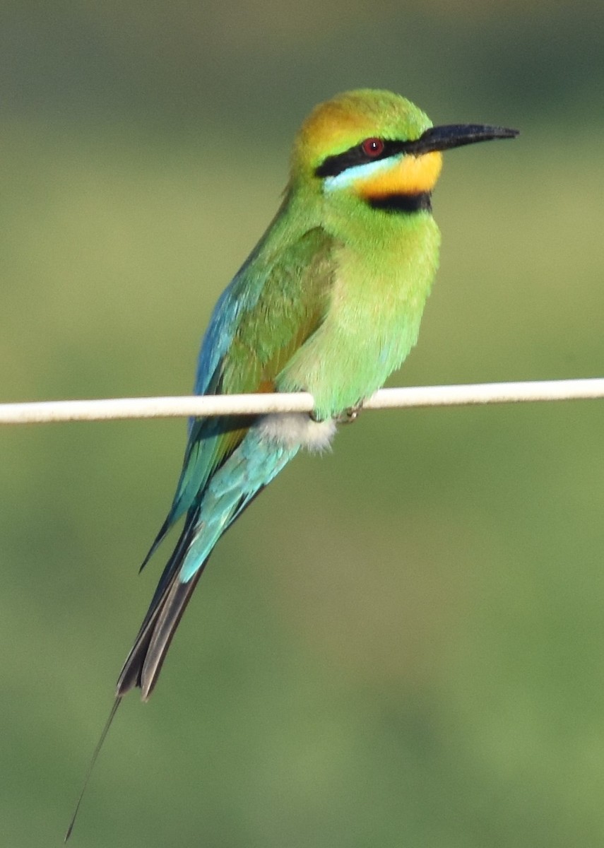 Rainbow Bee-eater - ML386641611