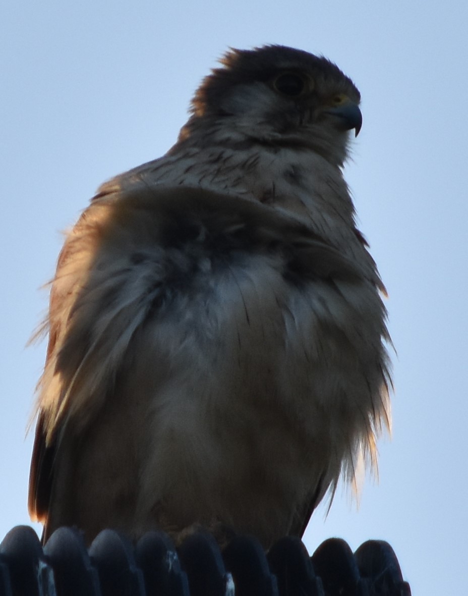 Nankeen Kestrel - ML386641641