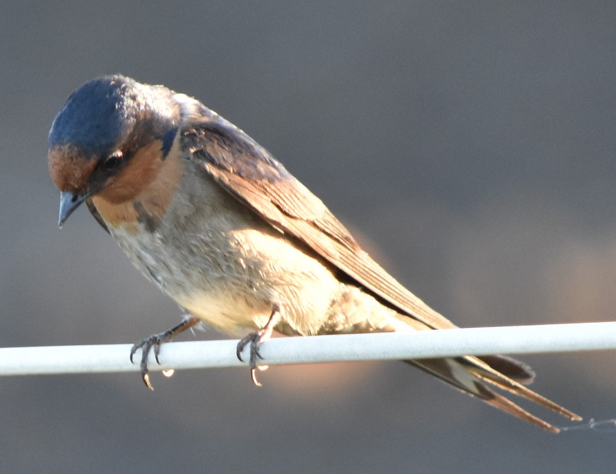 Welcome Swallow - ML386641691