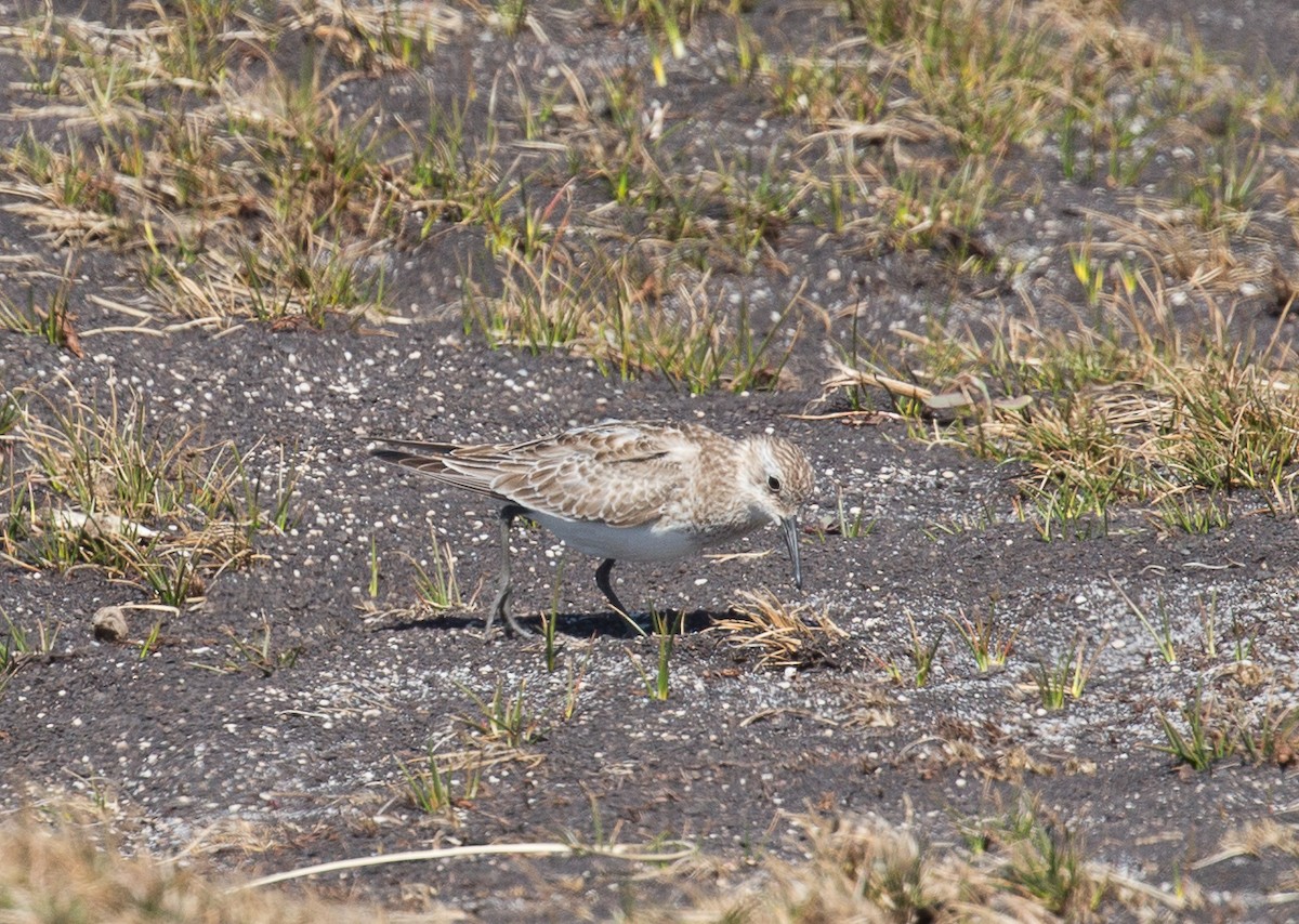 Bairdstrandläufer - ML386642221