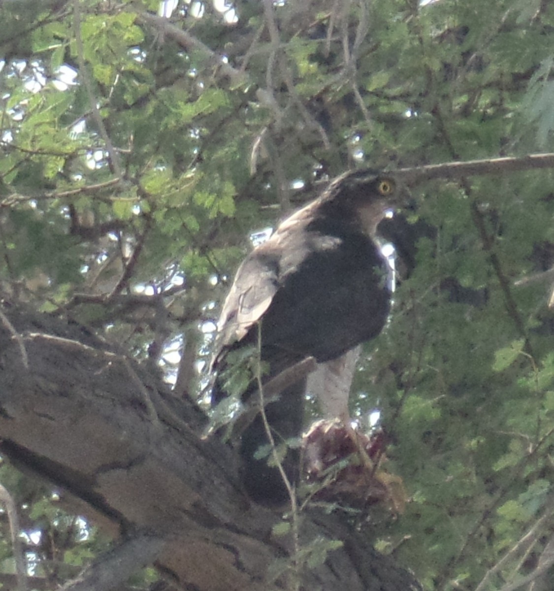 Eurasian Sparrowhawk - ML386644791