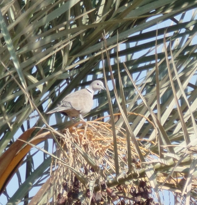 Eurasian Collared-Dove - ahmad mohammadi ravesh