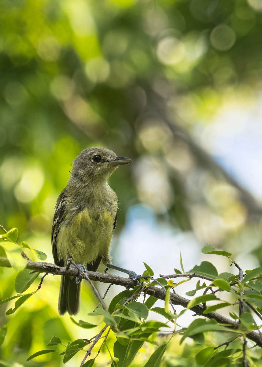 Vireo Piquigrueso - ML386645981