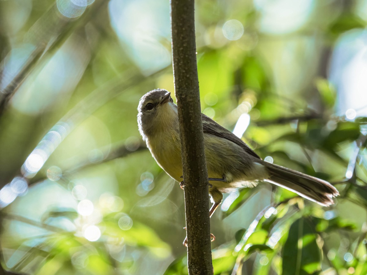 Vitelline Warbler - Matt Southgate