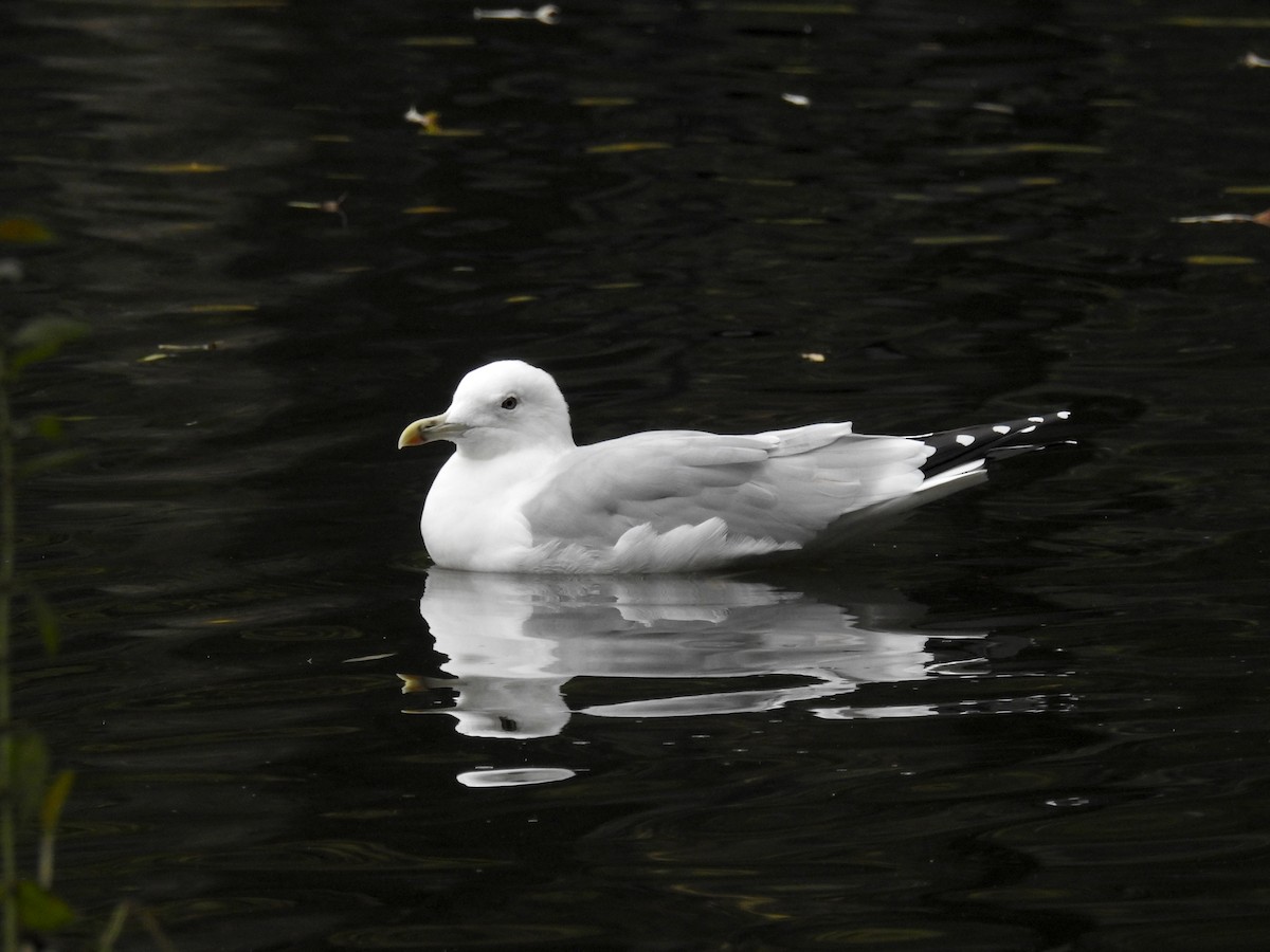 Caspian Gull - ML386646651
