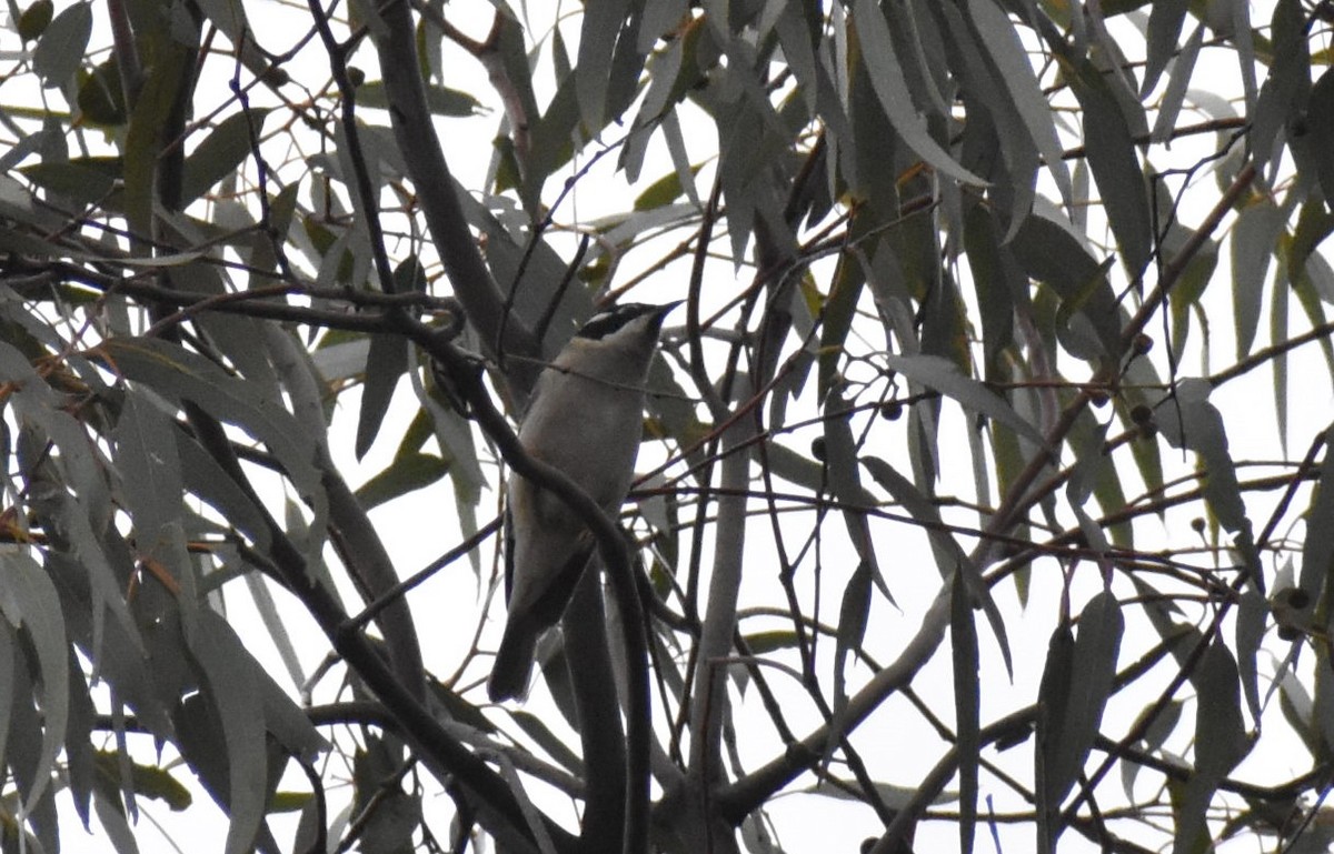 Black-chinned Honeyeater - ML386646981