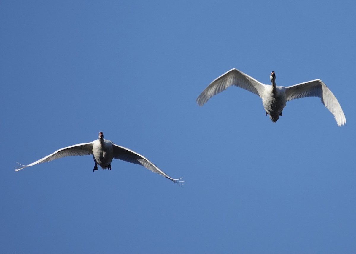 Mute Swan - ML386649031