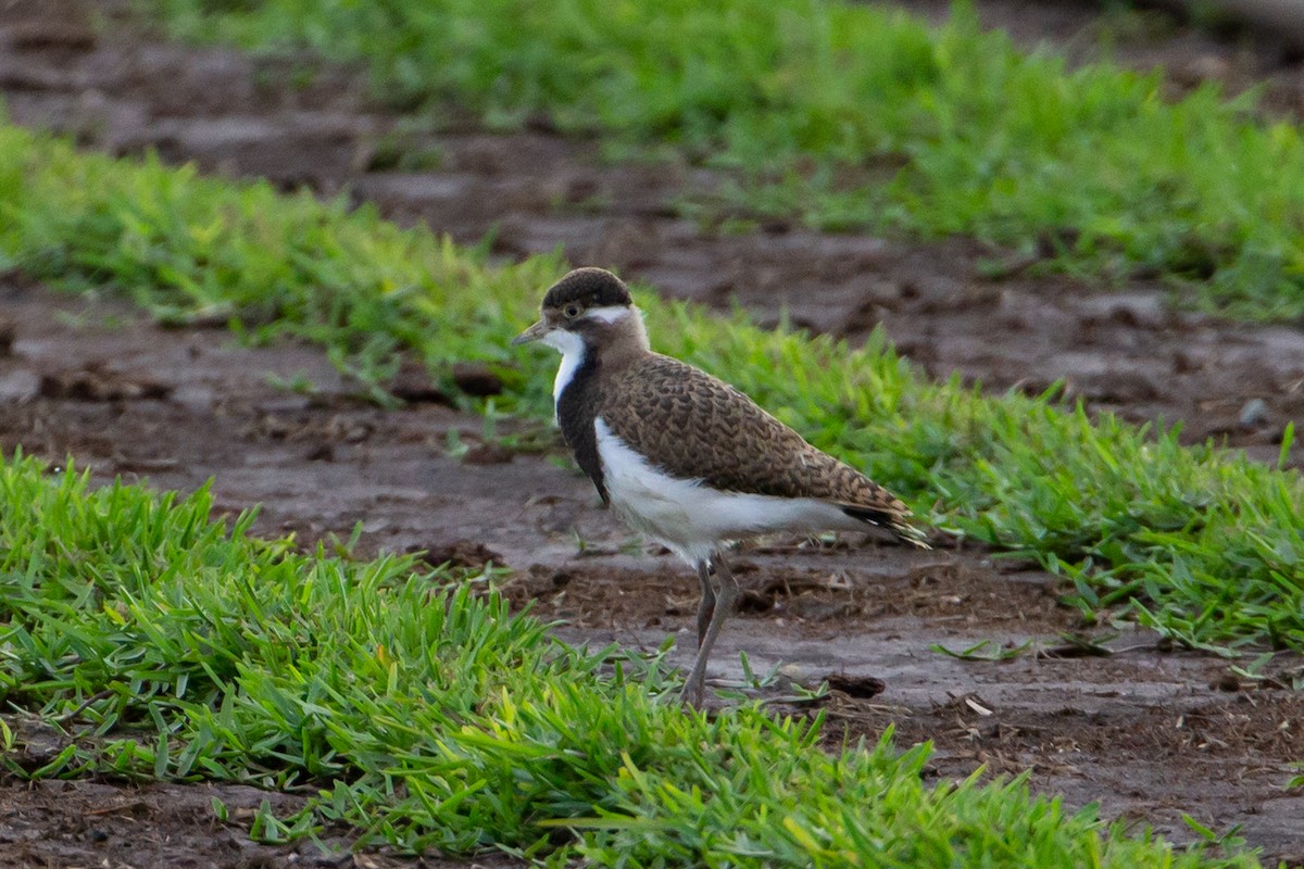 Banded Lapwing - Joel Poyitt