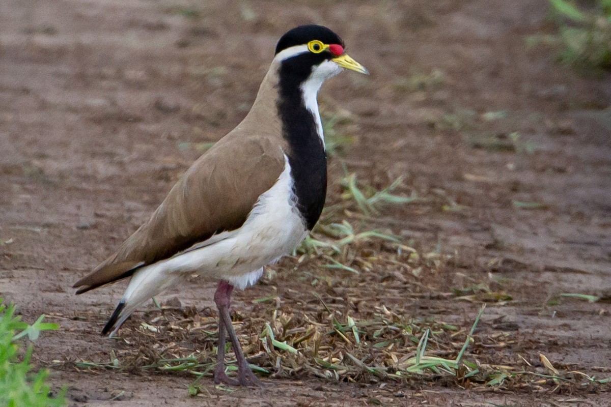 Banded Lapwing - Joel Poyitt