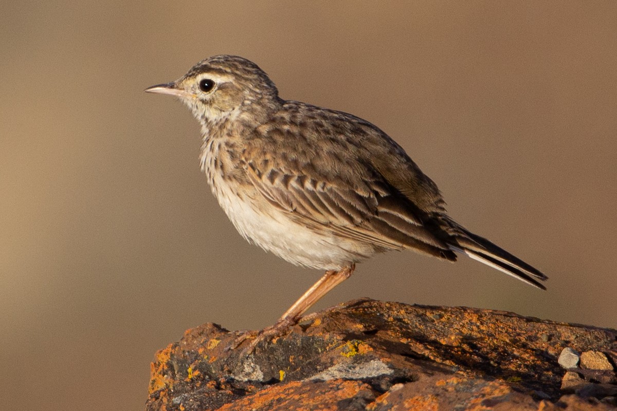 Australian Pipit - Joel Poyitt