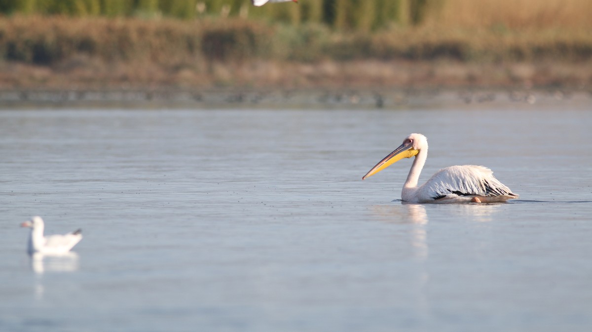 Great White Pelican - ML386650061