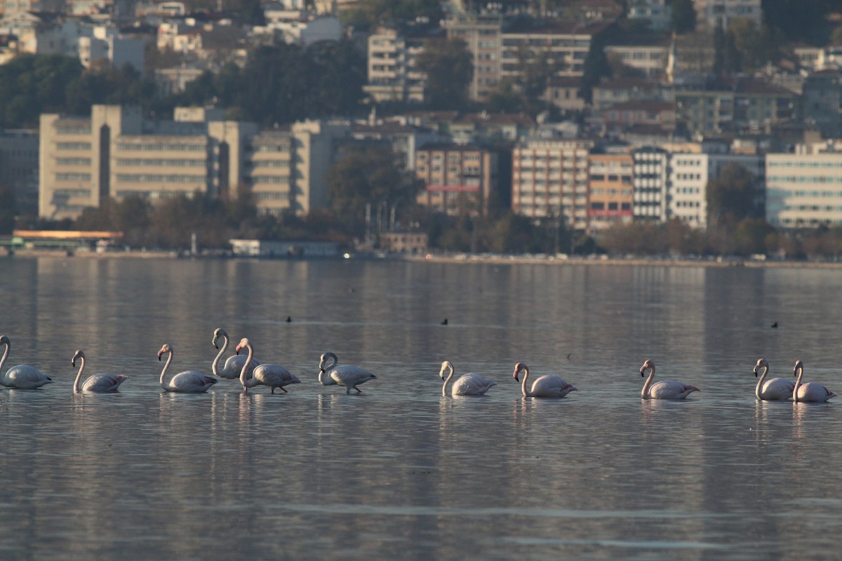 Greater Flamingo - ML386650071