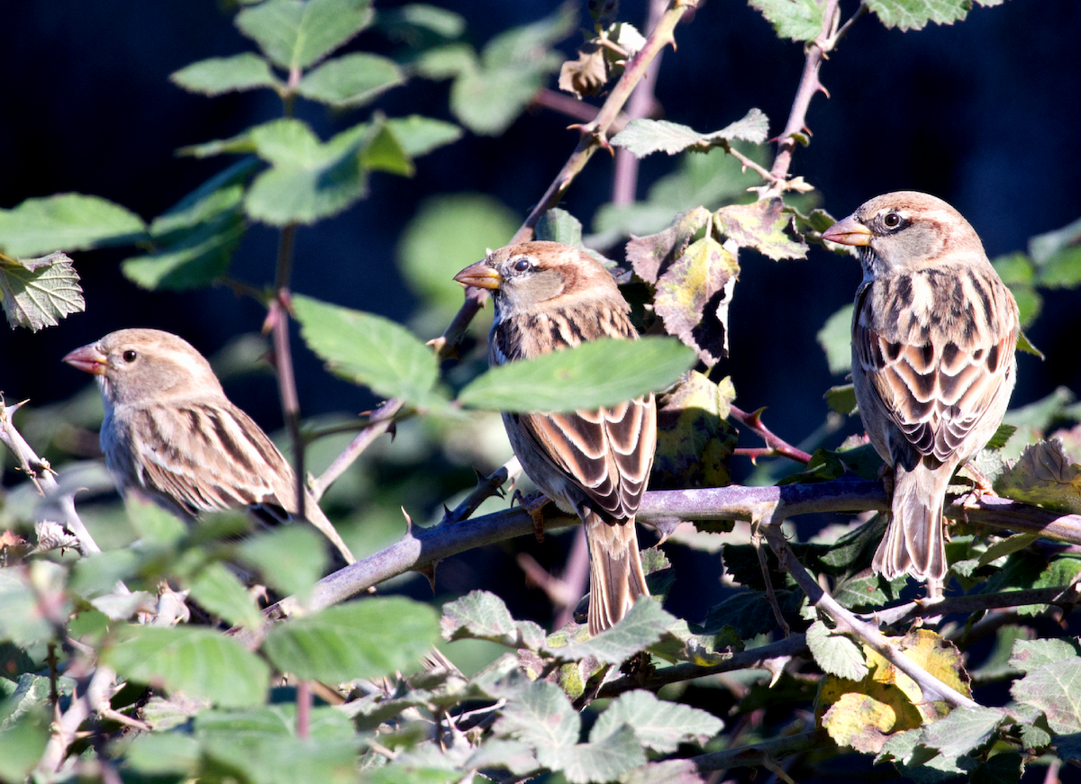 Spanish Sparrow - ML386650561