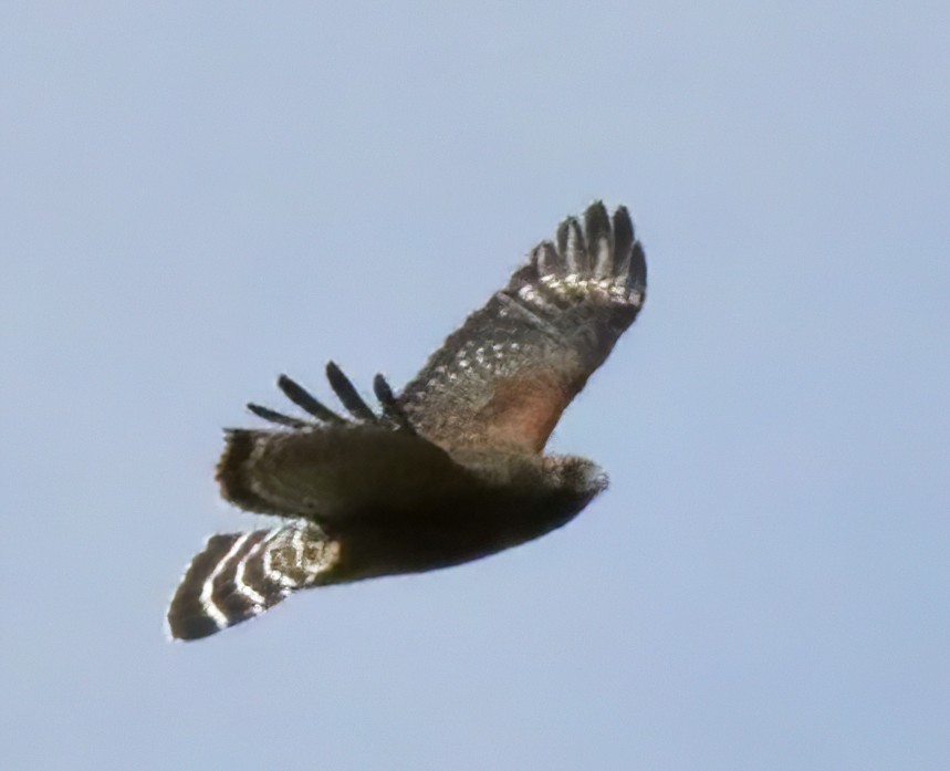 Red-shouldered Hawk - ML386650961