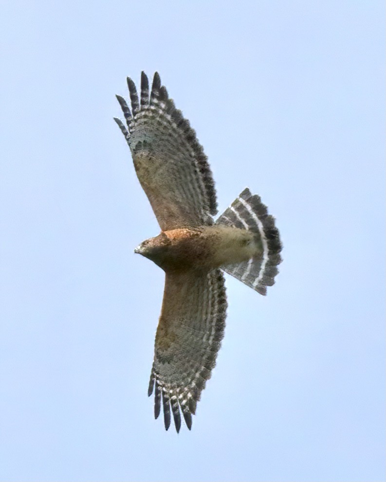 Red-shouldered Hawk - ML386650971