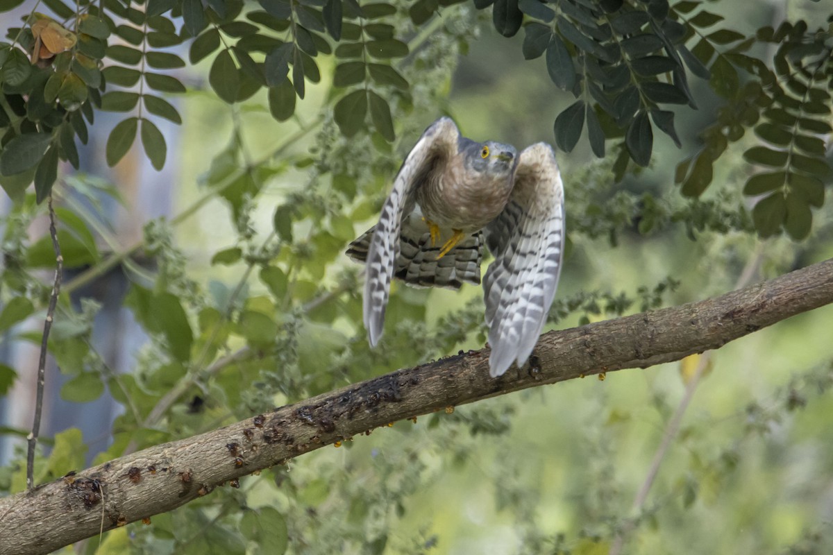 Common Hawk-Cuckoo - hari s