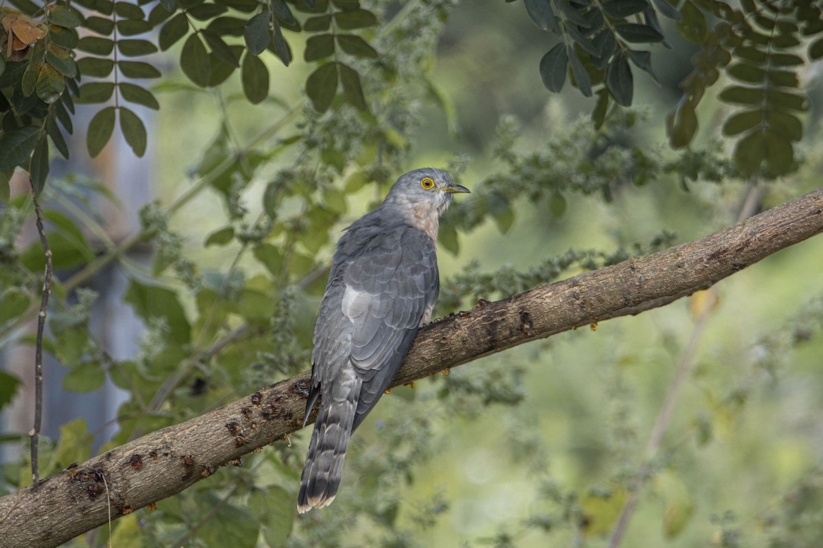 Common Hawk-Cuckoo - hari s